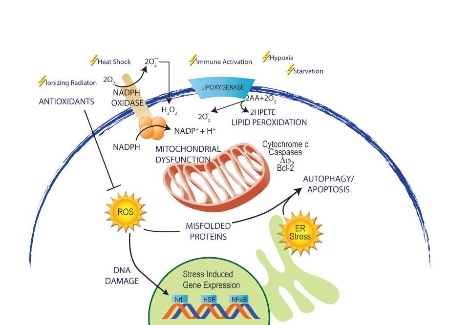 ox_stress_web-3
