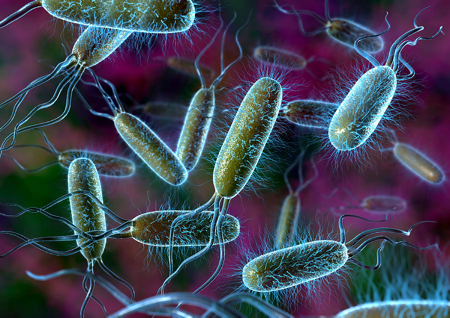 bacteria